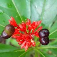 Rauvolfia serpentina (L.) Benth. ex Kurz